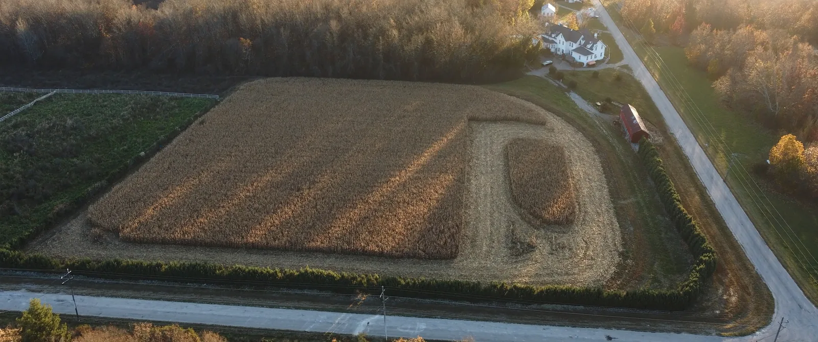 Aerial view of a partly picked cornfield bounded by a hedge row and a gravel road, with a white farmhouse, a red barn and a blacktop county road along the far edge.